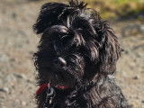 Savoie Dog'Educ