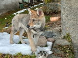 Savoie Dog'Educ