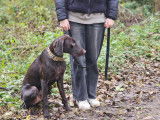 Savoie Dog'Educ