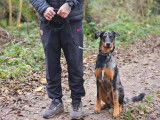 Savoie Dog'Educ