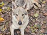 Savoie Dog'Educ