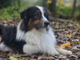 Savoie Dog'Educ