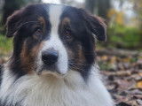 Savoie Dog'Educ