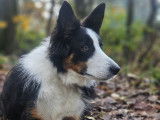 Savoie Dog'Educ