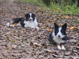 Savoie Dog'Educ
