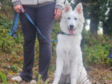 Savoie Dog'Educ