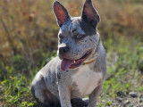 Savoie Dog'Educ