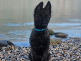 Savoie Dog'Educ