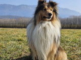 Savoie Dog'Educ