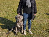 Savoie Dog'Educ