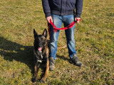 Savoie Dog'Educ