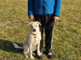 Savoie Dog'Educ