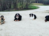 Savoie Dog'Educ