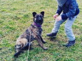 Savoie Dog'Educ