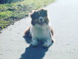 Savoie Dog'Educ