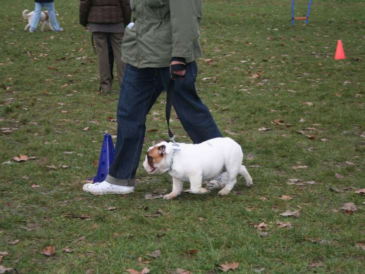 Acte Chien