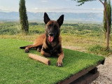 Acte Chien