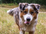 Acte Chien