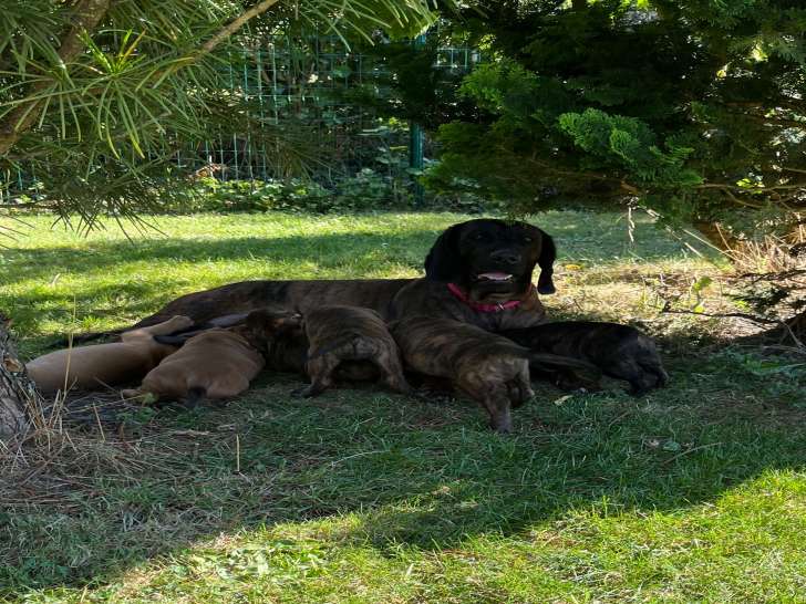 Nous avons des chiots Hanovre. Disponibles fin septembre 2025. Infos complémentaires en contact