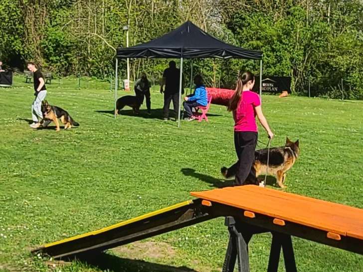 Club de Chien de Berger Allemand (CCBA)