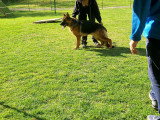 Club de Chien de Berger Allemand (CCBA)