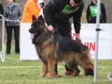 Club de Chien de Berger Allemand (CCBA)