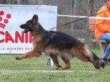 Club de Chien de Berger Allemand (CCBA)