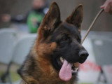 Club de Chien de Berger Allemand (CCBA)