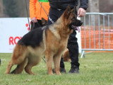 Club de Chien de Berger Allemand (CCBA)