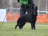 Club de Chien de Berger Allemand (CCBA)