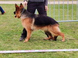 Club de Chien de Berger Allemand (CCBA)