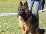 Club de Chien de Berger Allemand (CCBA)