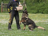 Club de Chien de Berger Allemand (CCBA)