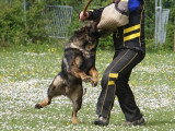 Club de Chien de Berger Allemand (CCBA)