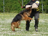 Club de Chien de Berger Allemand (CCBA)