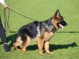 Club de Chien de Berger Allemand (CCBA)