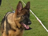 Club de Chien de Berger Allemand (CCBA)