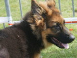 Club de Chien de Berger Allemand (CCBA)
