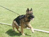 Club de Chien de Berger Allemand (CCBA)
