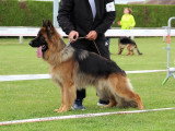 Club de Chien de Berger Allemand (CCBA)