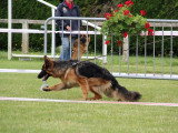 Club de Chien de Berger Allemand (CCBA)