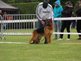 Club de Chien de Berger Allemand (CCBA)