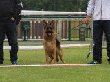 Club de Chien de Berger Allemand (CCBA)