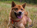Acte Chien