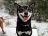 Acte Chien