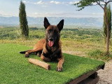 Acte Chien