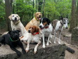Acte Chien