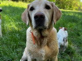 Acte Chien