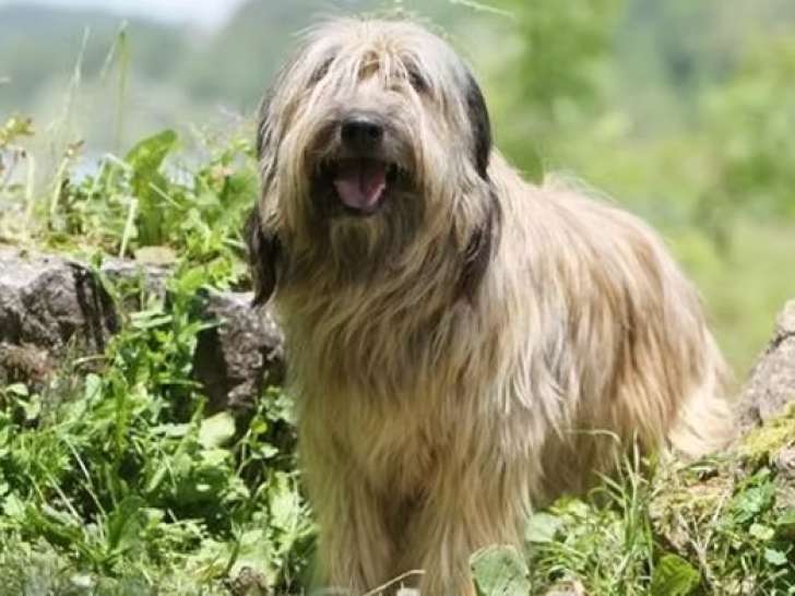 Réunion des Amateurs de Chiens Pyrénéens