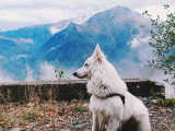 Good Doggy